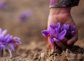 خرید و قیمت روز عصاره گلبرگ زعفران