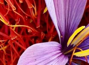 لیست قیمت عصاره زعفران لیتری 1402